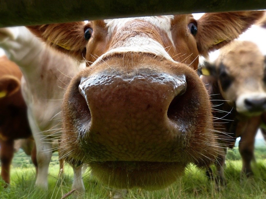 qikipedia's tweet image. 7% of Americans believe chocolate milk comes from brown cows.  (Photo by Arctic Fox.)