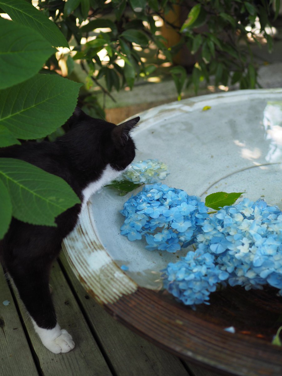 flare_m's tweet photo. 紫陽花を見に明月院へ行って来ました。途中で猫が水を飲みに乱入してきた(笑)
#ファインダー越しの私の世界
#写真で伝えたい私の世界
#写真好きな人と繋がりたい
#写真撮ってる人と繋がりたい
#明月院
#紫陽花
#鎌倉
#北鎌倉 https://t.co/i7NX9qebQR