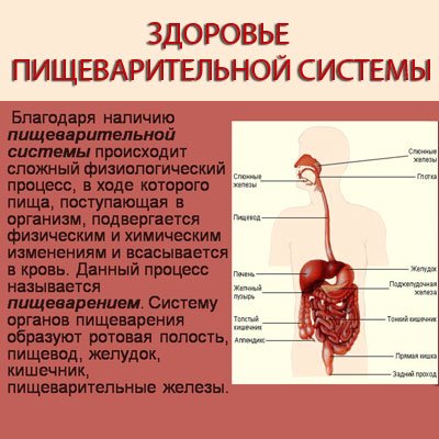 Что называют пищеварением. Пищеварительная система человека. Система пищеварения человека. Строение пищеварительной системы. Пищеварительная система доклад.