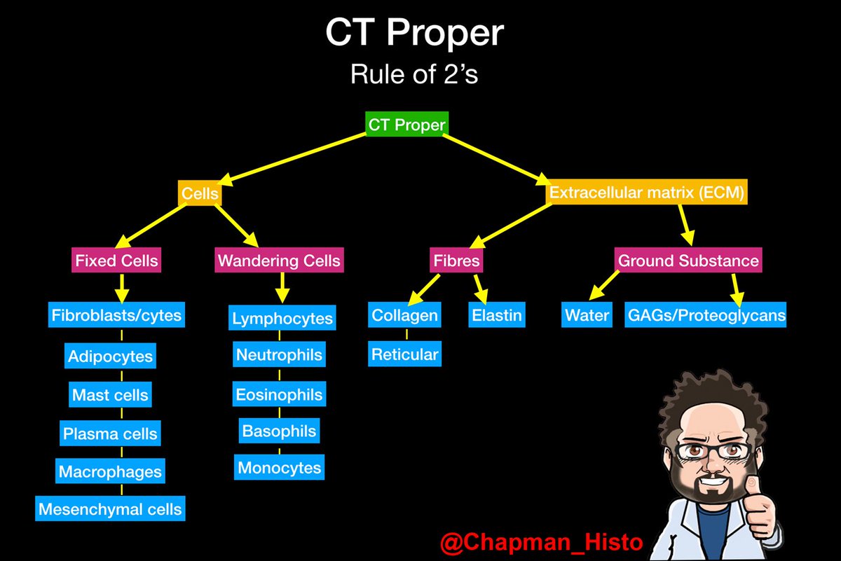 Jamie Chapman π¬π¬ (@chapman_histo) on Twitter photo HDotD: You should learn the <a href="/Chapman_Histo/">Jamie Chapman π¬π¬</a> Rule of 2's for learning the structure of Connective Tissue Proper. HDotD: You should learn the <a href="/Chapman_Histo/">Jamie Chapman π¬π¬</a> Rule of 2's for learning the structure of Connective Tissue Proper.