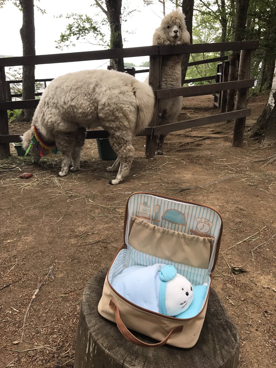 早速今日アルパカ牧場で「しろ旅」してみました。しろたんは、目を開けたら見たことが無い動物がいっぱいで、驚いたみたい。
でも自分よりも、ふわもこなアルパカさんの背中にうっとり。また行こうね!
帰ってから「しろ旅」を絵日記にしてみました。
#しろたん #しろ旅 