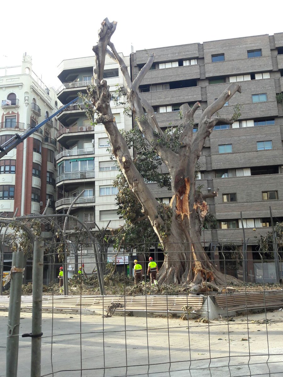 lanonamurcia's tweet photo. #Murcia #FicusMurcia #ficussantodomingo 
A ver si la política se sanea igual,  #SinMiedo #PASProtege https://t.co/4HTsuTBxLX