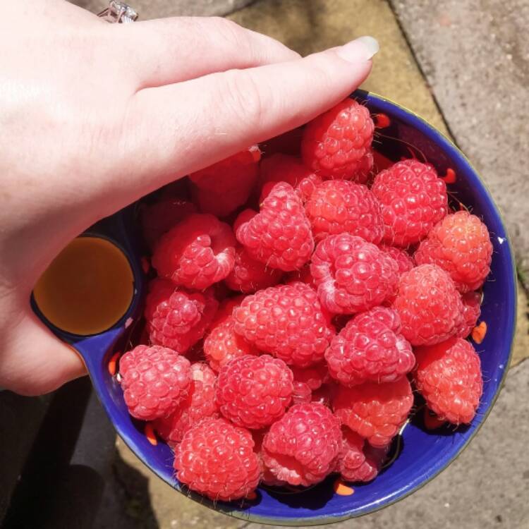 Stacey_Kath's tweet photo. Raspberry harvest! #Homegrown #Thornless #Easypicking... via @gardentags https://t.co/pDix0tCDtC
