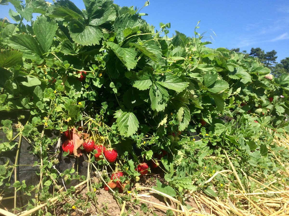 CleyOldTownHall's tweet photo. So lucky to have @WivetonHall as our next-village neighbour! Sunny morning of PYO #strawberries for our deliciously summery #MilleFeuille https://t.co/uW1LgZgMLO