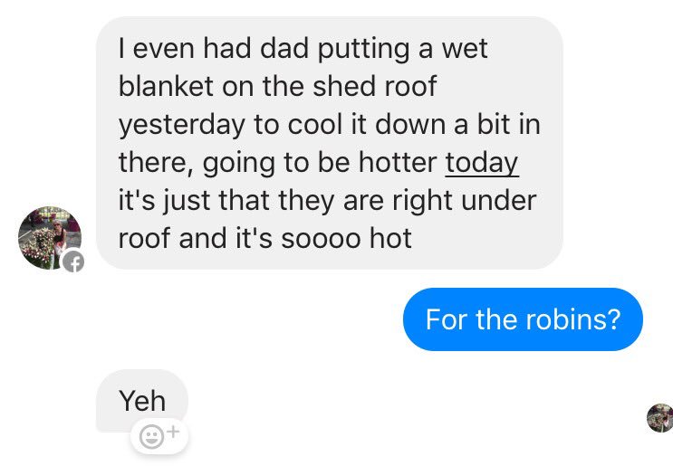 shirleymouse's tweet photo. My parents have baby robins nesting in their shed @BBCSpringwatch, what to do in this hot weather? https://t.co/P5Bwz1oLA0