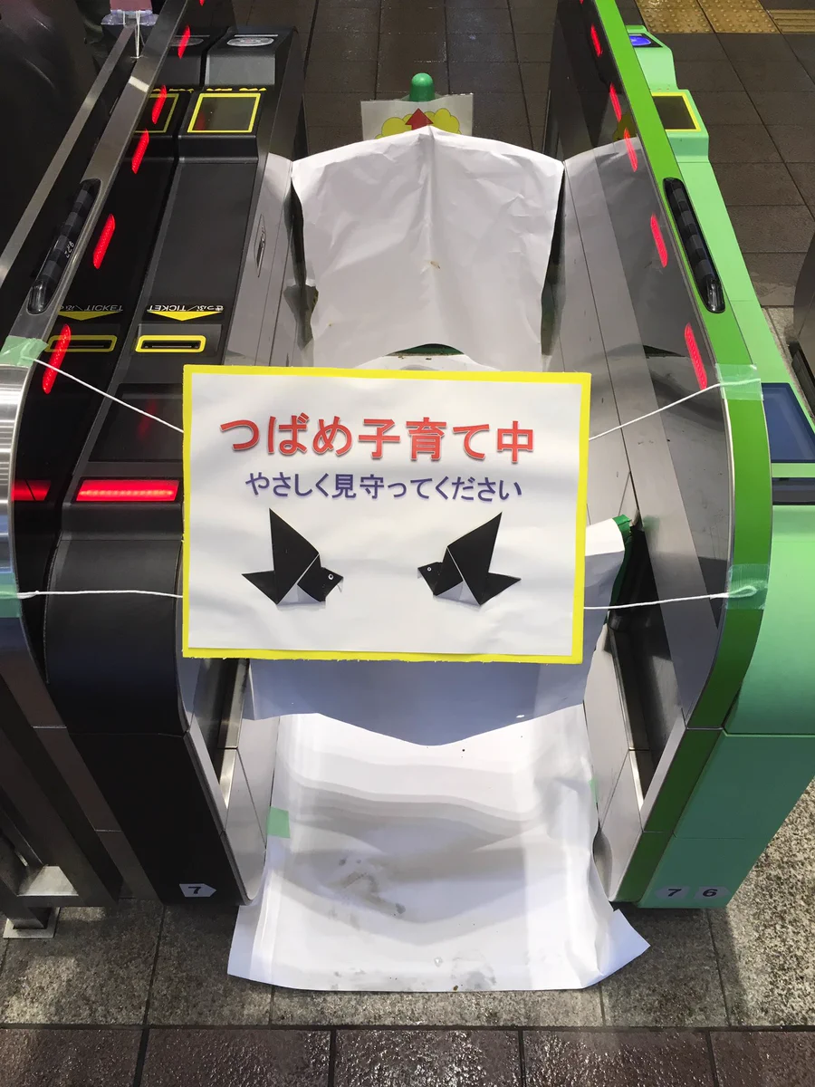 元気に巣立つといいな！鎌倉駅で改札機を閉鎖してツバメの子育てを見守る！