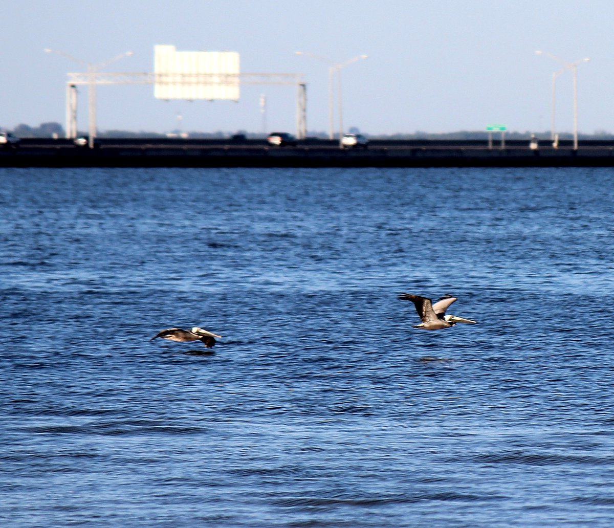 #brownpelicans #scenicsunday #photography #cypresspointpark @CityofTampa