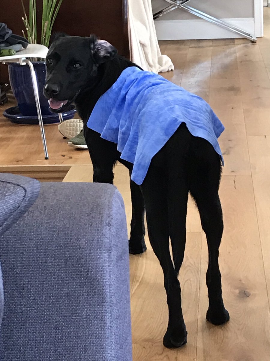 Vickyhoyland's tweet photo. The big guys hot and bothered, even cooling towels not working, cool shower next try #sunproblems https://t.co/ZQp44hh1ZQ