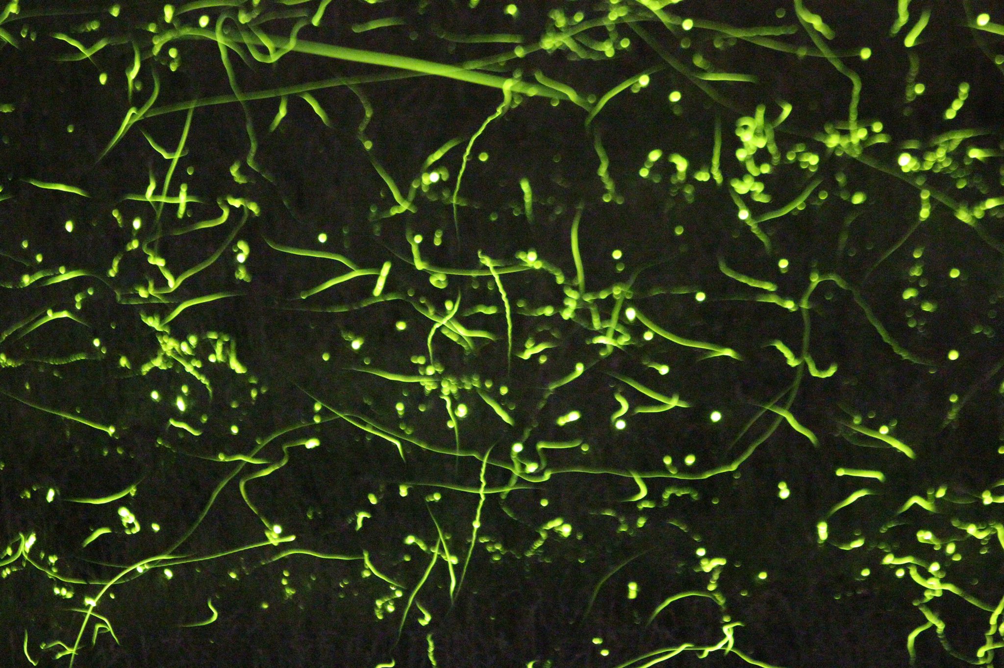 七色 昨日辰野のほたる祭り行ってきました 1枚目26秒一発撮り 2枚目は合成 3枚目は辰野のマンホール 可愛かった 6 17 約匹だったそうです ほんとすごかった また来年行きたい 辰野 ほたる祭り 辰野ほたる祭り T Co