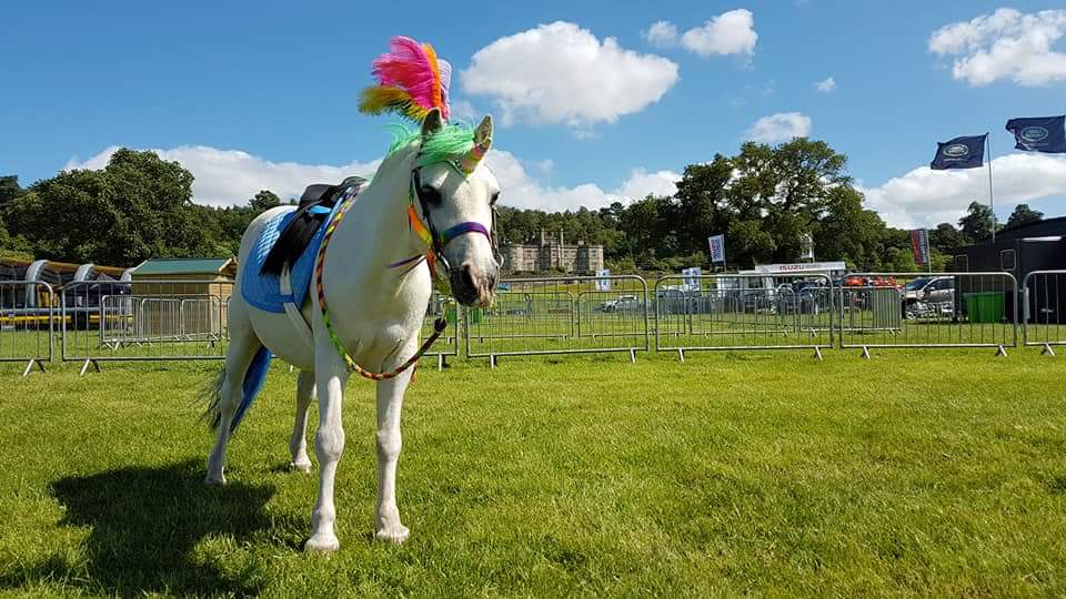 DPriest75's tweet photo. @TheBrooke Harry from clip clop pony rides raised money by giving unicorn pictured ❤🦄 #theotherhorse #@bolesworthint https://t.co/u2sutIv4ab