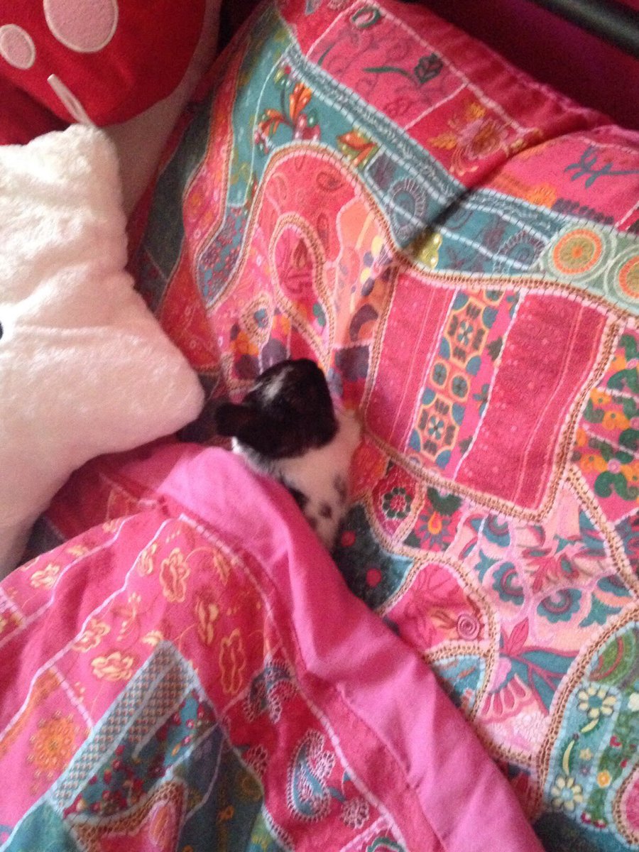 DearBunnies's tweet photo. Happy #FathersDay to all the daddies out there. Who's enjoying a #Sundaymorning lie in like our bunnies? 😊 https://t.co/oZTDkrRynL