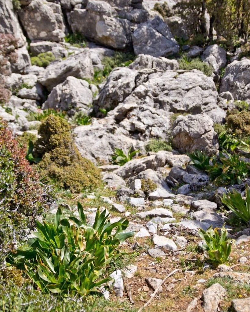 Crete's landscapes 🌿💚 #crete #landscape #kreta #greece #fashionvictressgreece ift.tt/2tfK9Bd