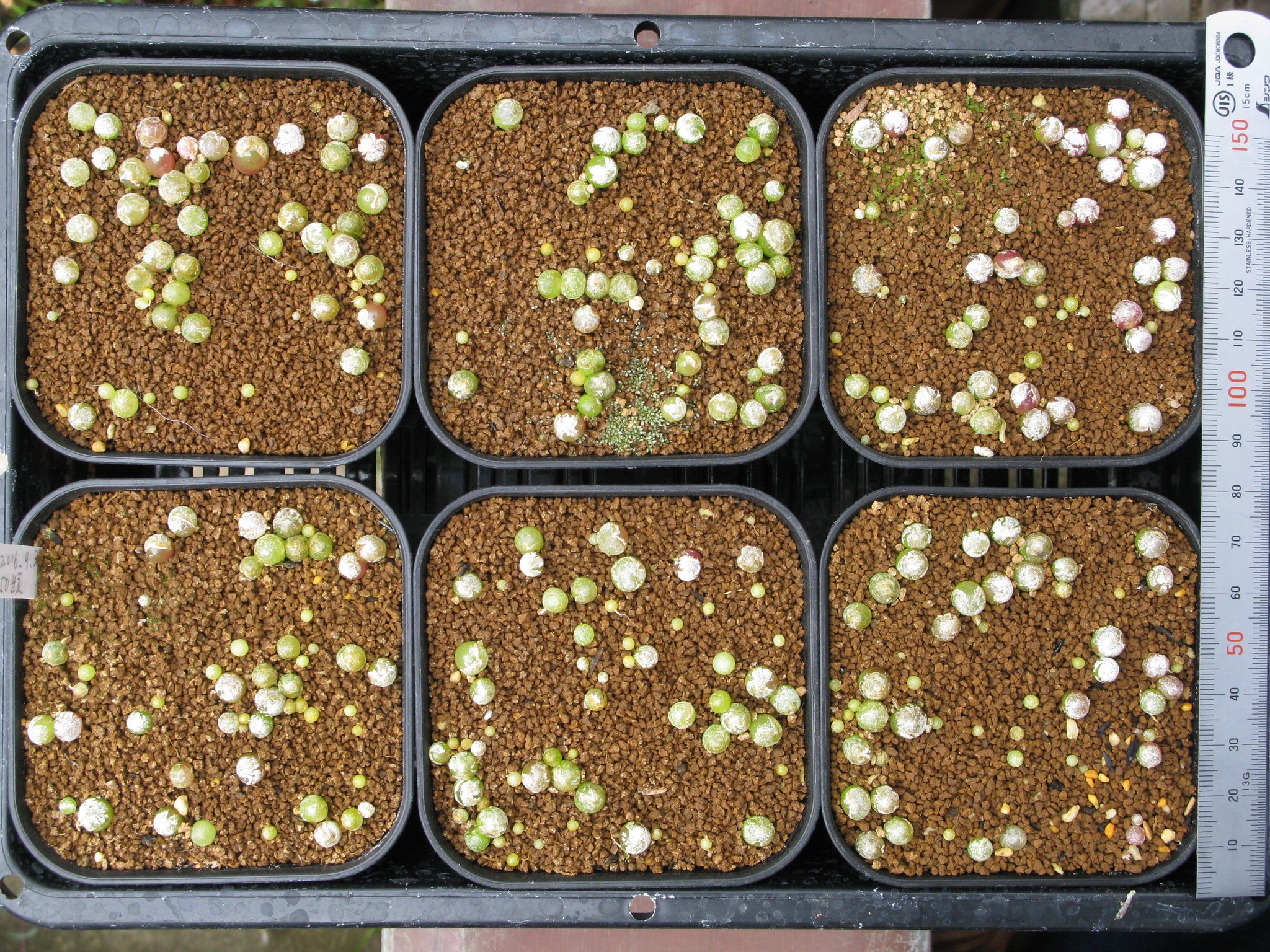 Conocono ブルゲリ実生 植え替えが面倒なので 播種密度を下げて 1ポット当たり50粒 播種した 100粒播いたものより気持ち大きめかな 今秋の植え替えは省略するつもりだけど 混んでいる所は間引いて他のポットに移植してやった方が良さそう 今年もあと