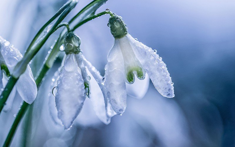 すべての美しい花の画像 50 素晴らしい天使 花 言葉 すべての美しい花の画像 50 素晴らしい天使 花 言葉