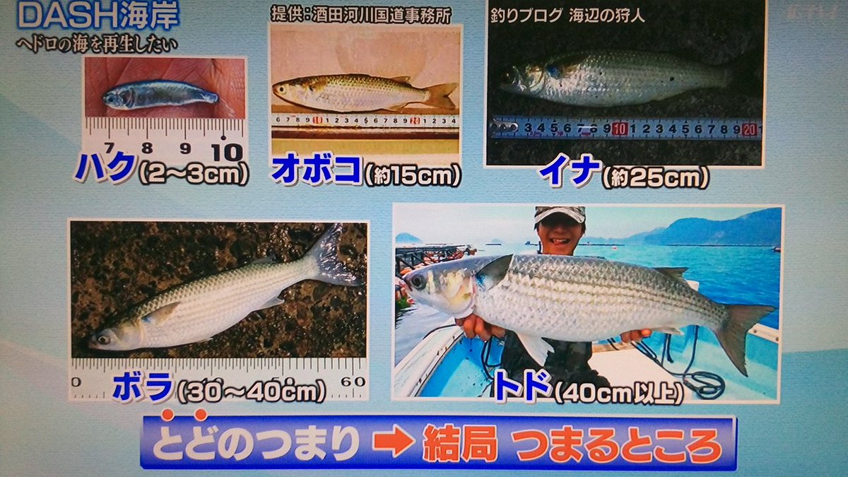 鉄腕dash 17年6月18日 日 ツイ速まとめ