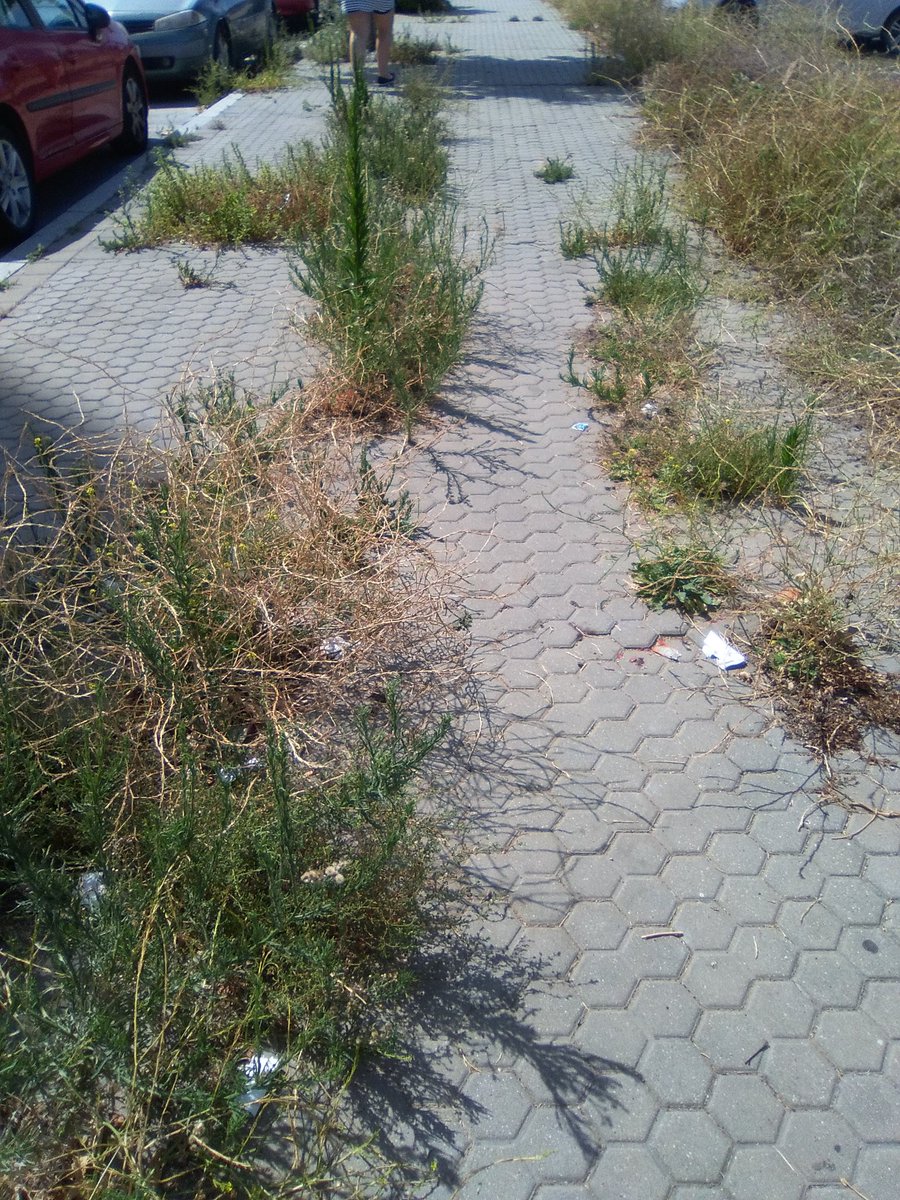 AngelBlueSea's tweet photo. @Ayto_Sevilla para los alérgicos, está dejadez de limpieza es un favor a las eléctricas, cierra ventanas que respiras puro polvo https://t.co/axFspkJG0Q