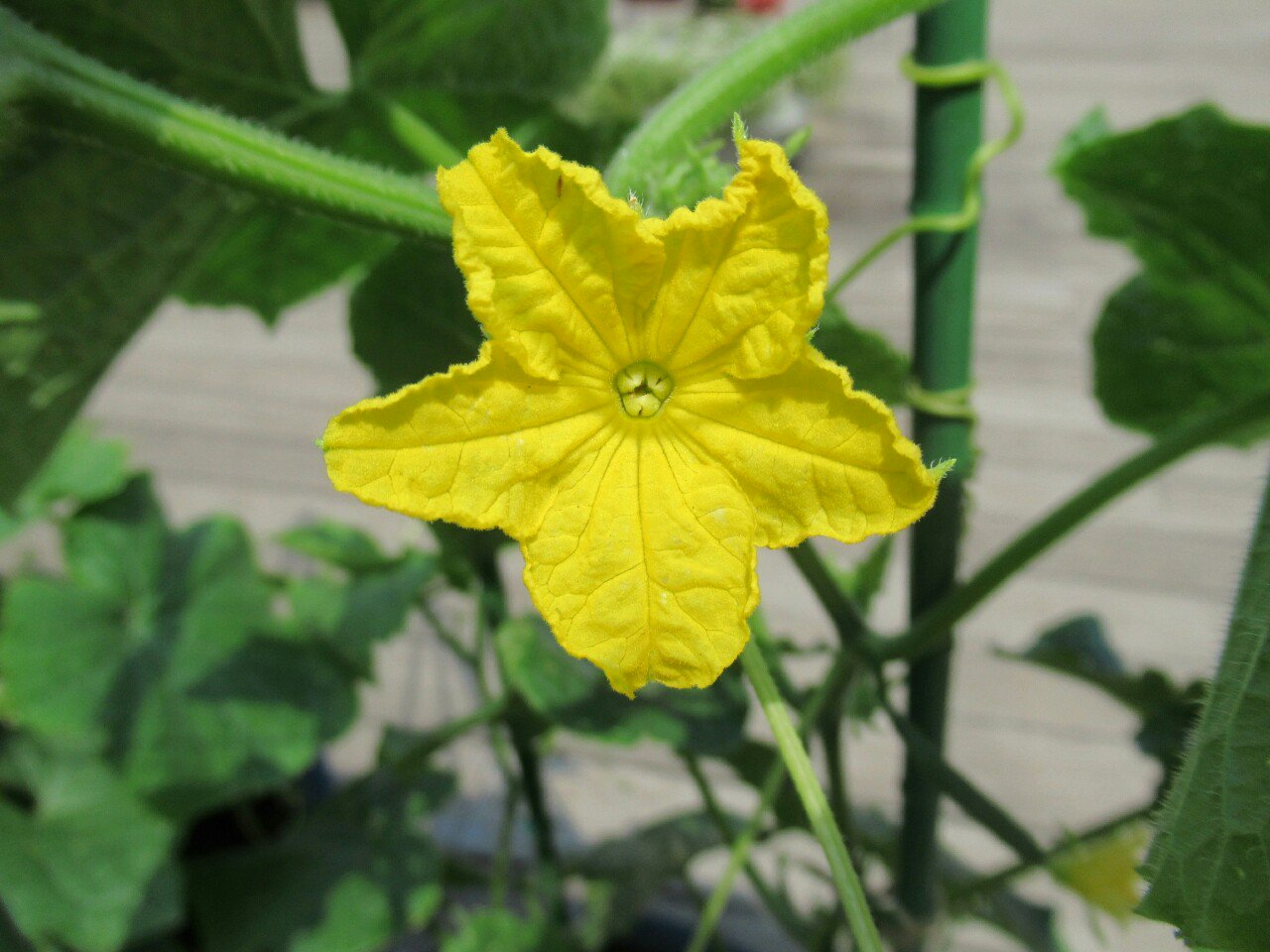 雑草図鑑 準備中 404 メロン ウリ科 インド原産 キュウリ属なので花はキュウリに似る 東アジアの甘くないメロンをウリという 日本のマクワウリやシロウリも甘くないメロン 縄文時代には渡来していた メロンとマクワウリの交配でできたのが