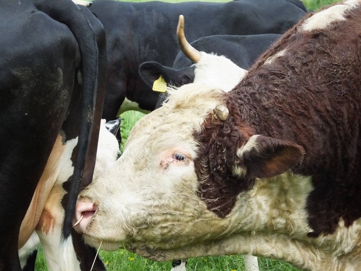 HighHedgesFarm's tweet photo. Our 1st stock bull, Lowergrove Fernando (8yo), with 60+ cows. His dam had 11 calves and sire still working at 10 - longevity in the genes! https://t.co/7BxDhwoeCd