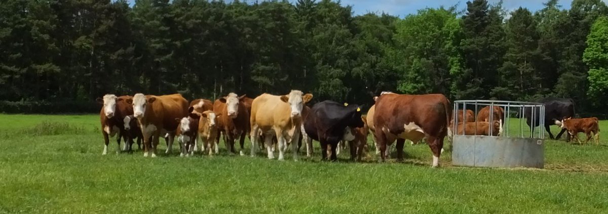HighHedgesFarm's tweet photo. HighHedges Kick On with his ladies in sunny Yorkshire. https://t.co/uDmaCtEqKc