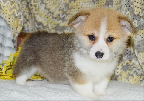 petsforallnet's tweet photo. London Arena: Pembroke Welsh Corgi Puppies for good homes: #WelshCorgi #puppy #ForAdoption #LondonArena… https://t.co/pcQ8F3eAM7 #pets #ads https://t.co/CU5GOs4JFR