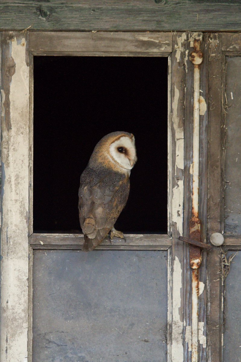 RemcoBeen's tweet photo. Nog een Kerkuil bij Hans Menop. 
Zie voor meer info en ook andere hutten van o.a. De steenuil noctuanaturehides.nl @waarneming #vogelskijken https://t.co/BWDBG7qtLg