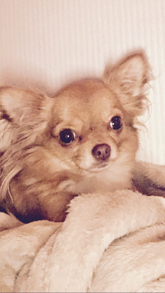 Royale #beloning voor de #gouden #tip...#mouse #vermist @wijkagtcobussen