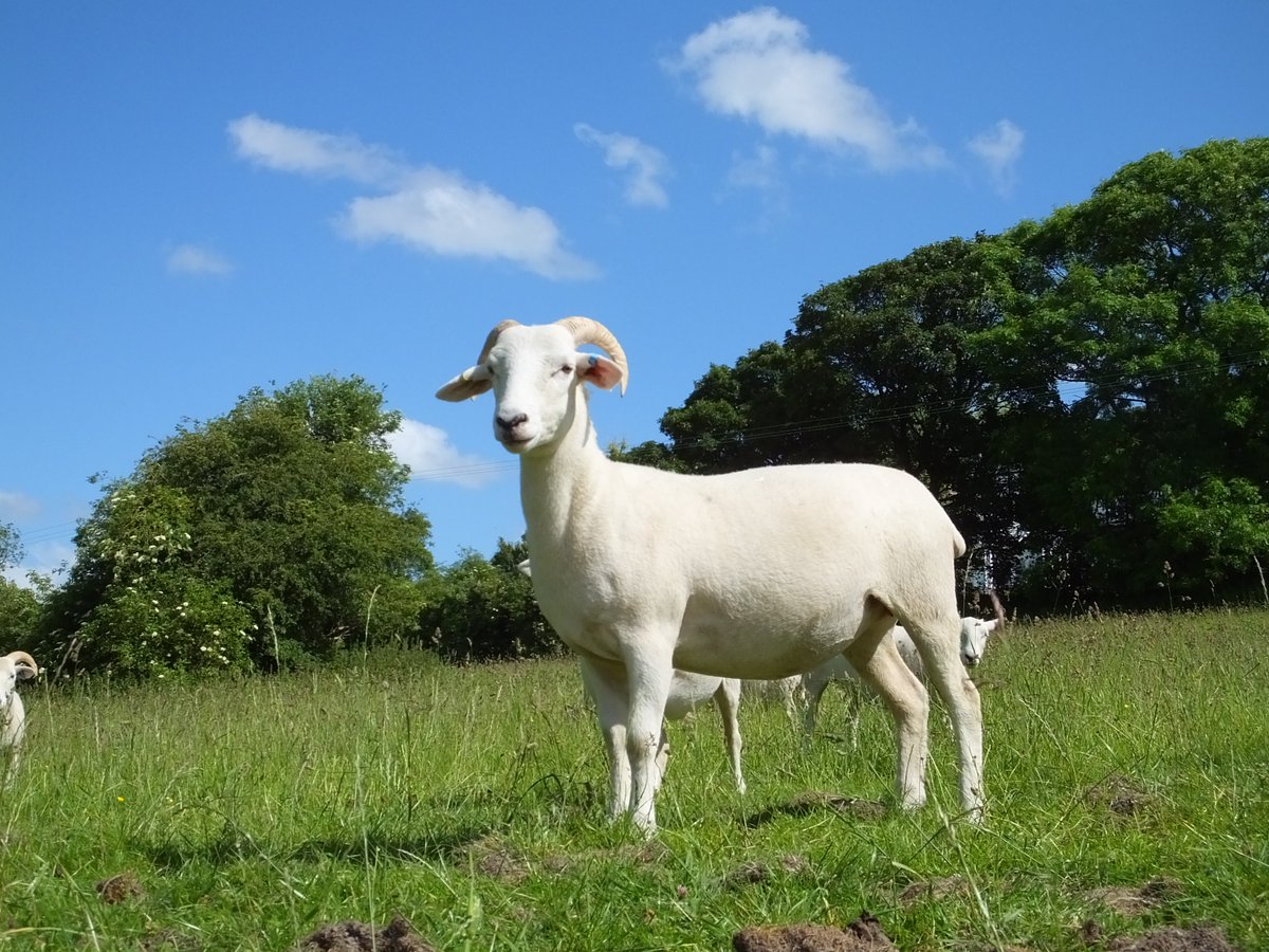 HighHedgesFarm's tweet photo. @WiltshireHorns shearling ewes enjoying the sunshine. No hassle shedding sheep  #stock4sale https://t.co/AVpBQIijIc