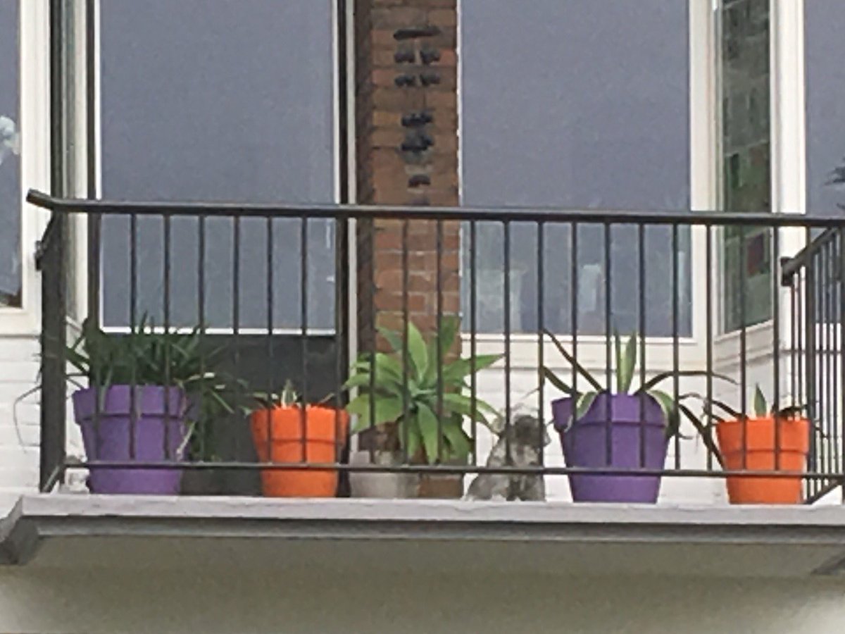 Zelfs onderweg wordt teamboaz op allerlei manieren gesteund #paars #oranje 😜