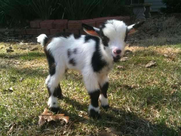 BabyGoatPics's tweet photo. Happy Father's Day to all the goat dads and goat loving dads out there! https://t.co/NkTrlZIDA1