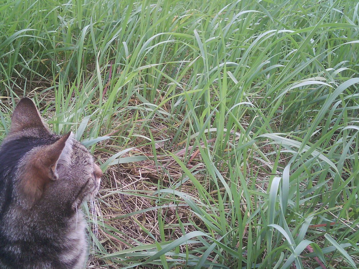 Pippodeaap's tweet photo. #heetweertje! Maar dat vindt #tijgertje net leuk! Ze is weer eens naar #deweide! https://t.co/qoufGTdjEB