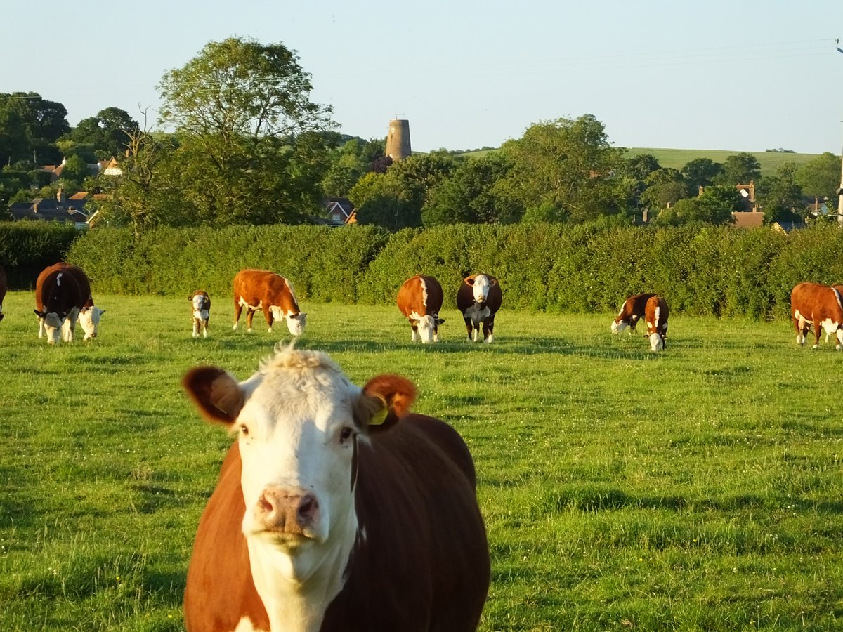 HighHedgesFarm's tweet photo. Hereford cows and calves looking really well in their coats in the evening sun. https://t.co/CWv2BVRki1