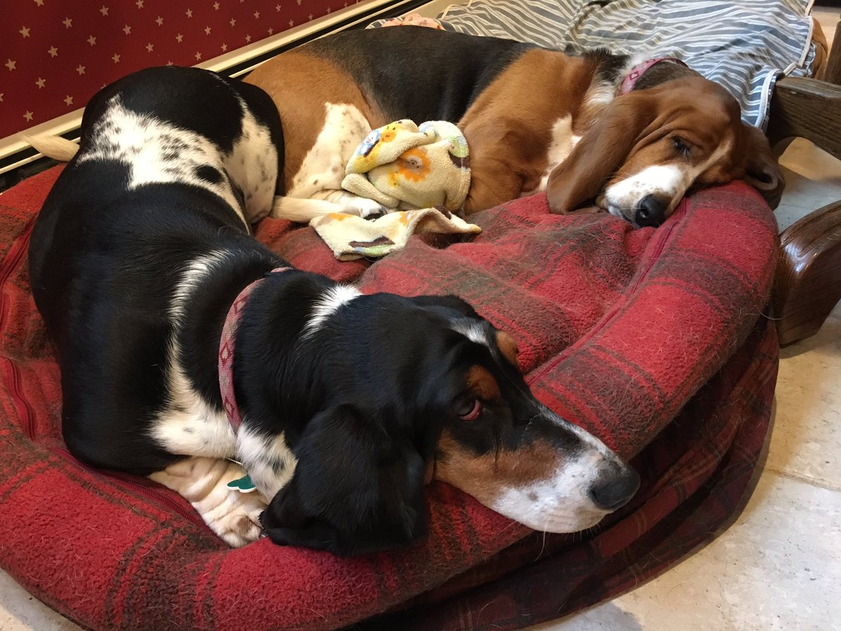 Kalebreath's tweet photo. @AmyFreeze7  #bigdogsunday  Beatrix and Hazel sleeping away this cloudy morning ! ☁️☁️☁️ https://t.co/L1zpMFS9RH