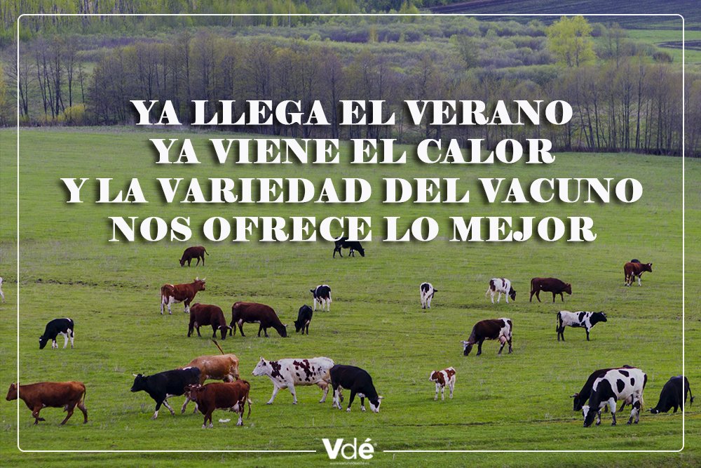 vacunodeelite's tweet photo. Todas las razas de vacuno nos brindan mil encantos. ¡Feliz domingo! #Vdé #vacuno #feagas #cow #razas https://t.co/bPzzsRRJ4z