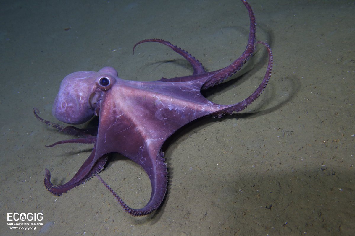 DeepseaECOGIG's tweet photo. We're live streaming again! Tune in, you never know what we'll see! 📷: Fanny Girard, @PSUScience graduate student. https://t.co/jzyOAbTwlm https://t.co/ADFgttjgJb