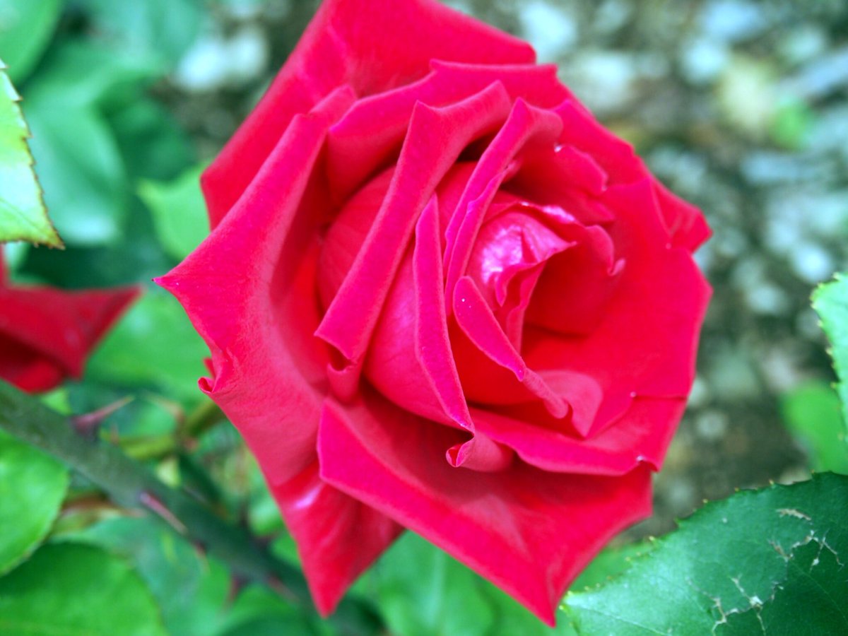 Scarlet___002's tweet photo. ~rose~ https://t.co/7TYwfJstLH