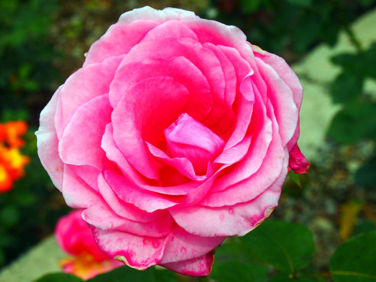 Scarlet___002's tweet photo. ~rose~ https://t.co/7TYwfJstLH