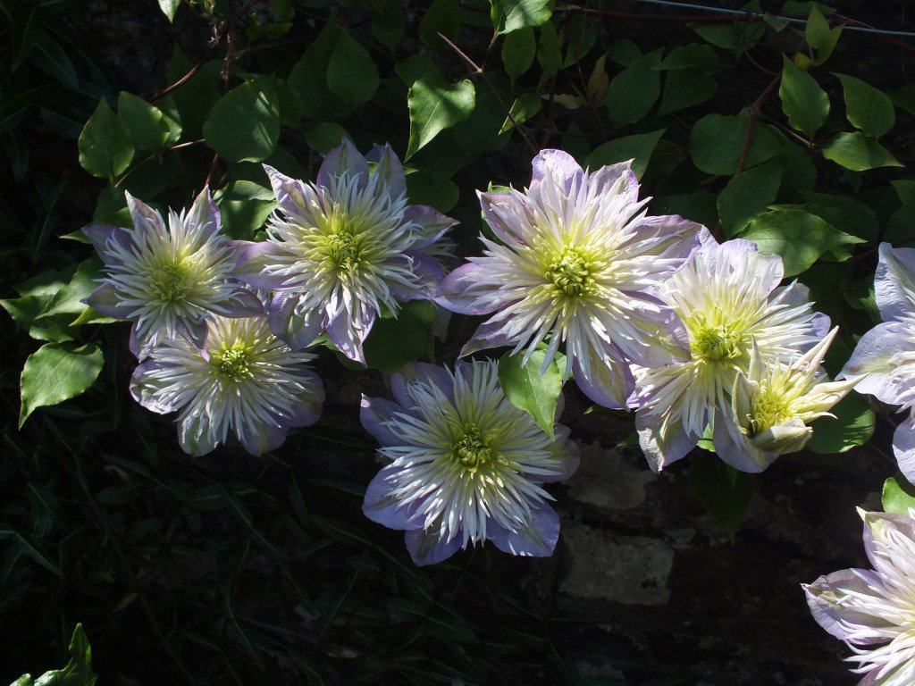flissc's tweet photo. Clematis https://t.co/OsM3KlvBbN https://t.co/cIlbYrbO3o