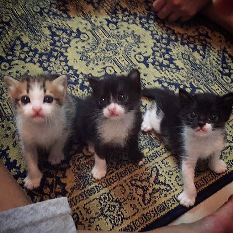 graceyenleanlyn's tweet photo. The kitties that stole my heart https://t.co/Cj51F78pNA