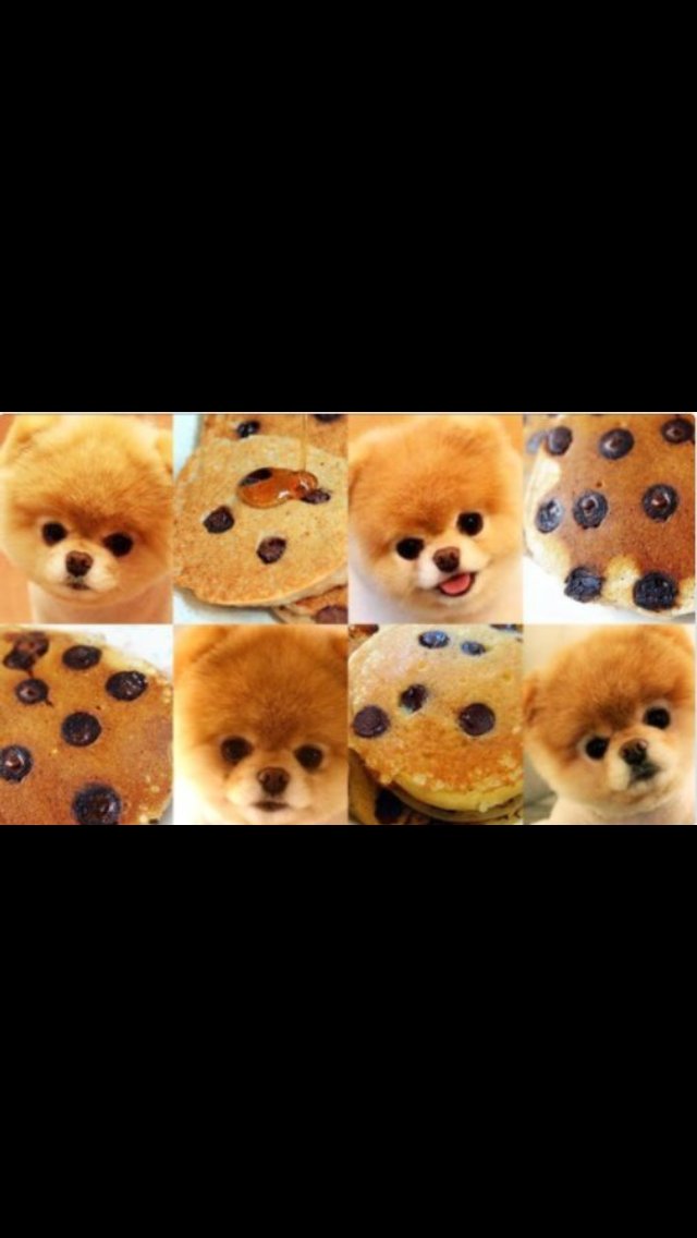 PicScout's tweet photo. Image recognition q for #fathersday: Are we breeding dogs to look like our food, or are we eating food that looks like our dogs? #goaskdad https://t.co/B80sr5SWGJ