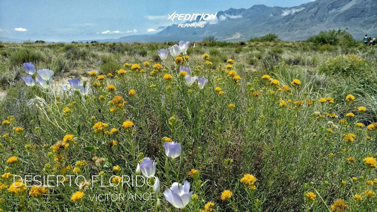 xpeditionplan's tweet photo. Desde #CuatroCiénegas #Coahuila uno de nuestros viajes preferidos #Mágico https://t.co/7VJmIHcVR6