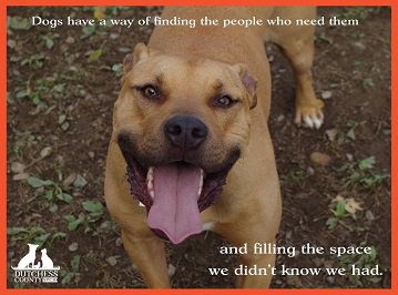 Animal shelters r full of dogs &amp; cats, only way they can get out alive is thru adoption, foster or rescue ~make a difference ~ pls go #adopt