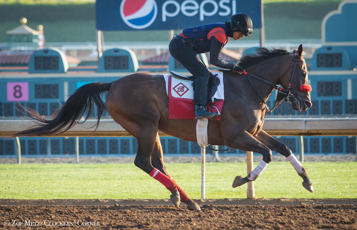 1st_racing's tweet photo. BIG MACHER galloping @santaanitapark. https://t.co/VfeUcehhmo