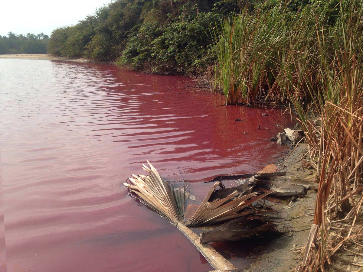 mashanubian's tweet photo. Chinese fish meal factory in Gambia charges: w/holding info abt waste mngt, discharging waste substance into sea, polluting envt etc 2/2 https://t.co/QHWlX00huO