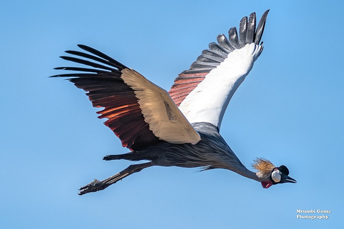 MadonPhotos's tweet photo. The majestic Crowned Crane in flight! South Luangwa National Park, #Zambia ©Mtumbi Goma #photograghy #PhotographyIsArt #wildlifephotography https://t.co/zr8VCJwjOG