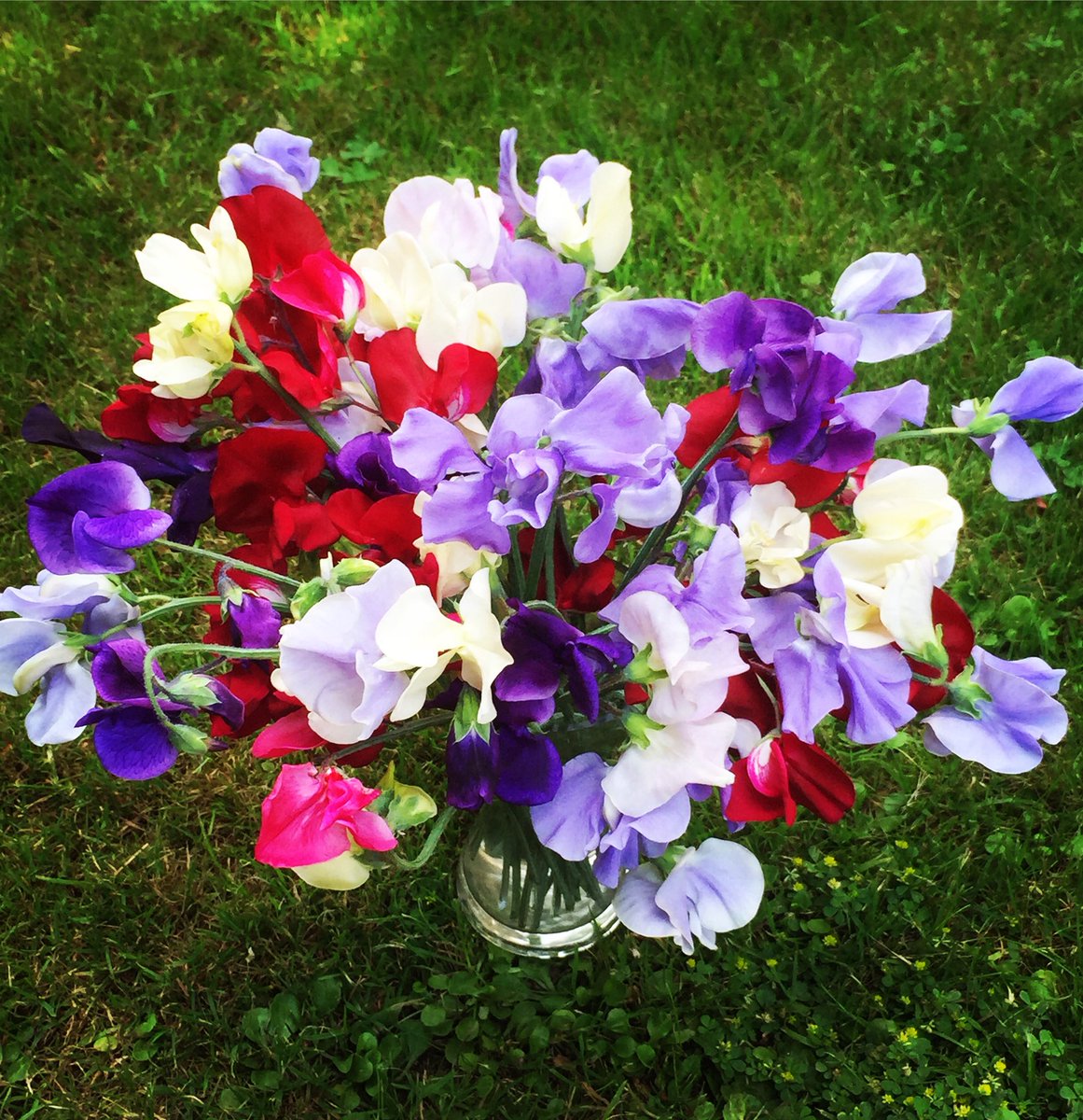 The scent of Summer #sweetpeas #britishflowers #gardentovase #grownnotflown britishflowerweek #flowersfromthefarm