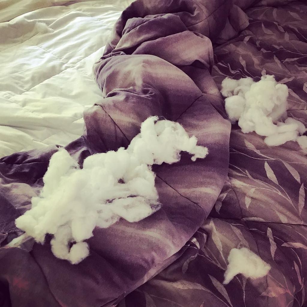 LesKnits's tweet photo. While you were sleeping… #thisiswhywecanthavenicethings #parsonrusselterrier #foxwarrenterriers #prtsofinstagram #… https://t.co/9OOnEzBJDY https://t.co/jGUZtoUWqi