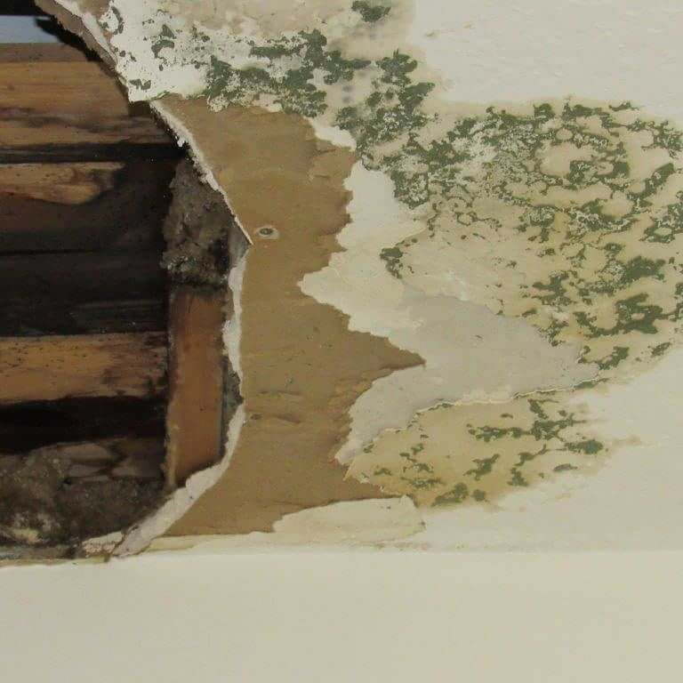 JTinspections's tweet photo. #anotherone #airquality #moldinspection #mold #moldinspecttech #blackmold #gotmold #gotmold #RoofReport #roof #waterleaks #roofleaks https://t.co/26jTaTBTmc