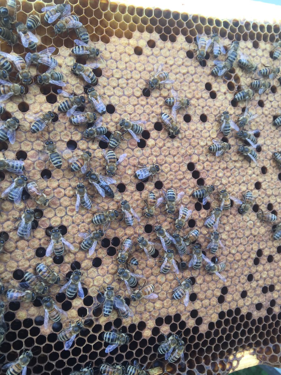 churchlnapiary's tweet photo. Can you find our dark home grown queen? Northern genetics at its finest! #beekeeping #nockamixon #BucksCounty https://t.co/8x969FtQDk