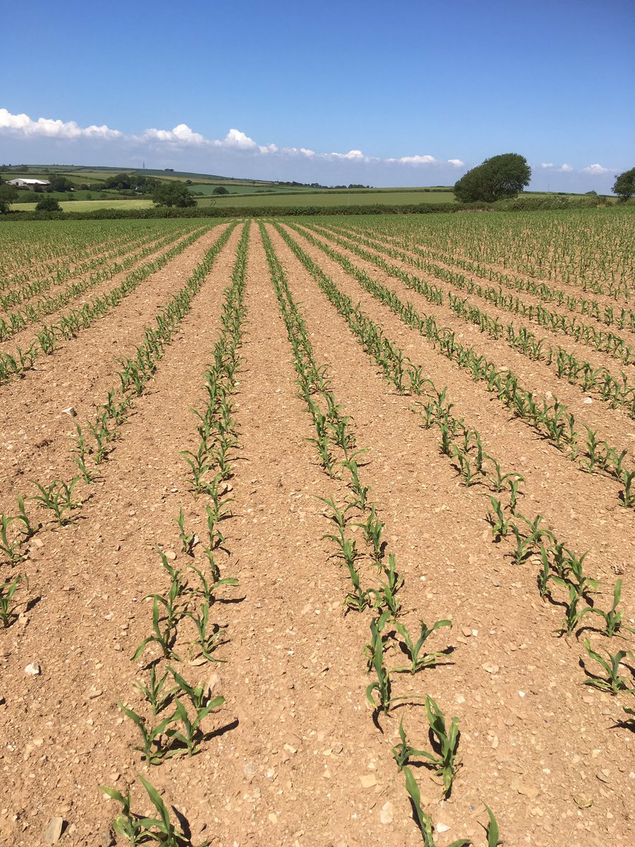 Maize drilled with Pottingers Aerosem Duplex system enjoying the heat ☀️<a href="/PottingerUK/">Pottinger UK</a> <a href="/SmallridgeBros/">Smallridge Bros</a> #Cornwall