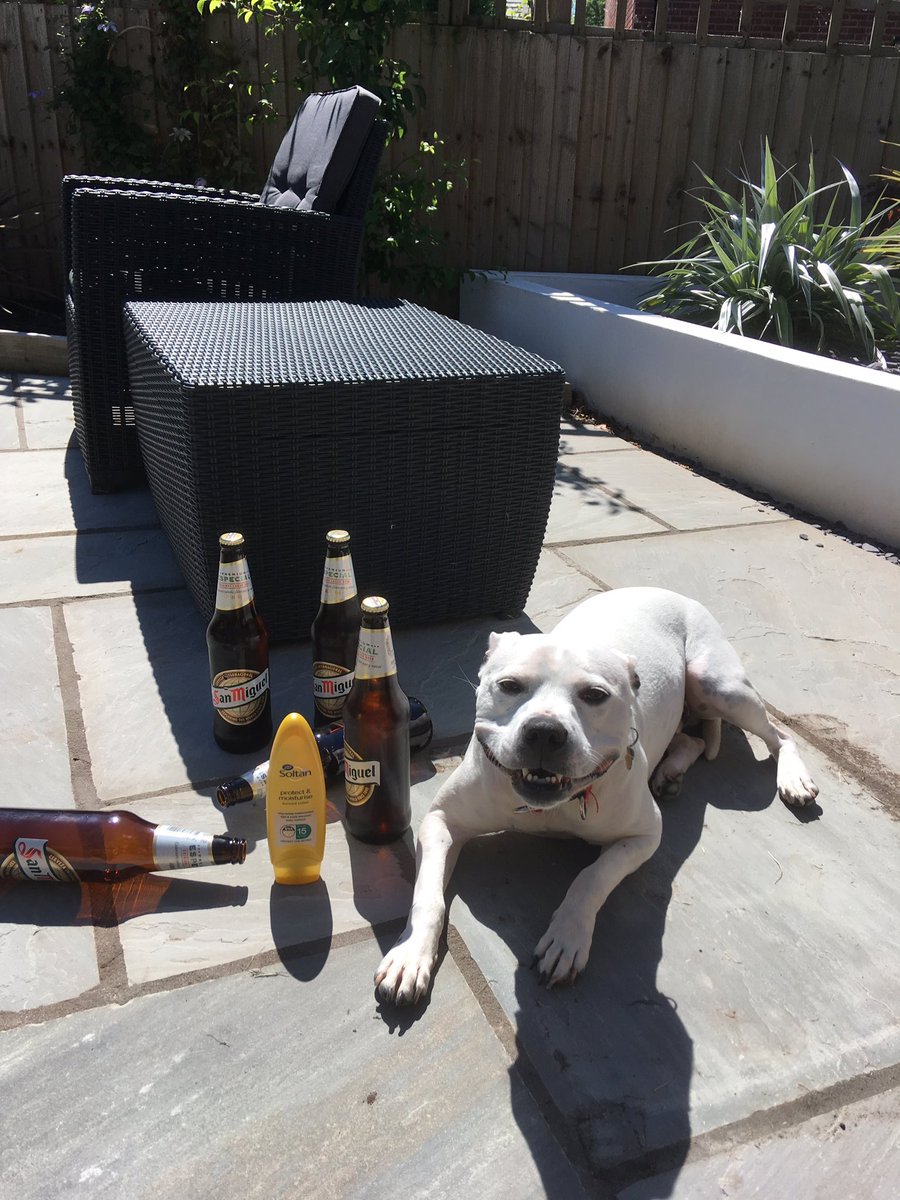 Ralphystaffie's tweet photo. Enjoying a couple of #SanMiguel with Dad #fathersday #suncream #staffie https://t.co/XAcicg8IQe